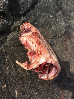 Sharkhead found near Bremer Bay